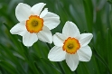69 Blume DDD_3626 Kopie